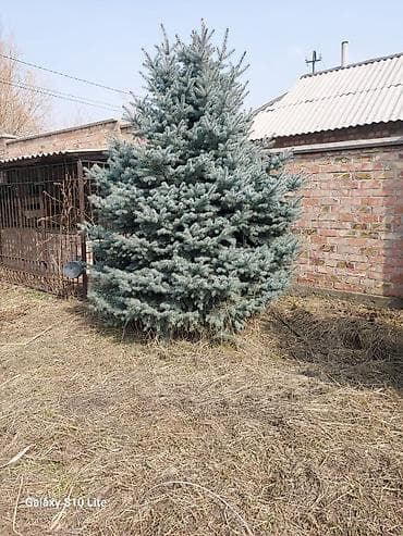 дерево: Ель голубая 3м - Пышная крона правильной конической формы, густые — 1