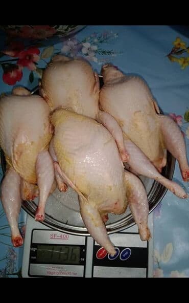 цена пшеницы в бишкеке 2022: Продаю Суточных перепелят. под заказ. яйцо инкубационное по 8 — 3