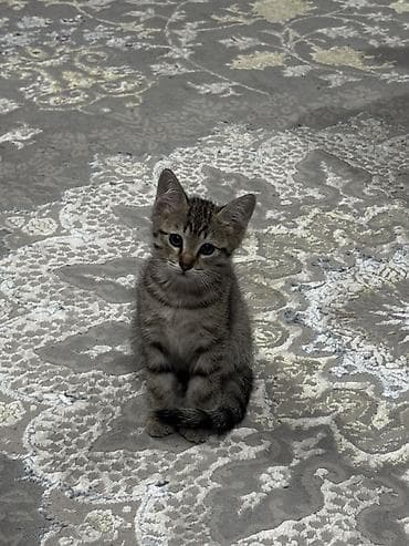 Аквариумы: Кошка даром: Беспородная, 2 месяца, Мальчик, Метис, Приучена к лотку — 1