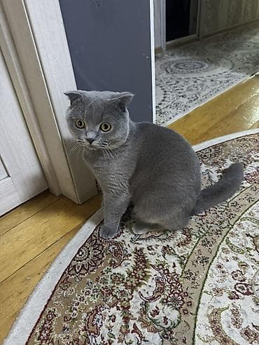 Шотландская вислоухая кошка сплошной голубой. Город Ош юго-восток at lalafo.kg Шотландская вислоухая кошка сплошной голубой. Город Ош юго-восток