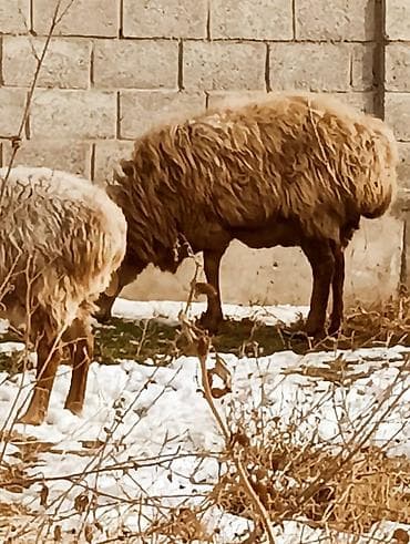 продаю барана: Сатам | Ургаачы кой (ургаачы) | Көбөйтүү үчүн — 8