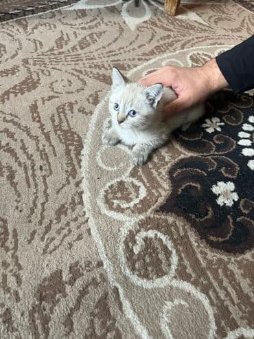 экзотическая короткошёрстная кошка: Котята, домашние. Описание: - На фото два котёнка: один полосатый — 2