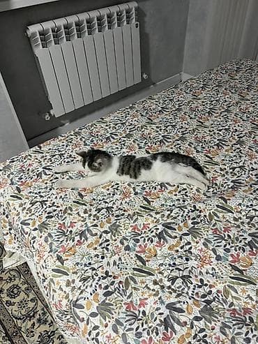 ph down: 3 месяца, Мальчик, Приучена к лотку — 5
