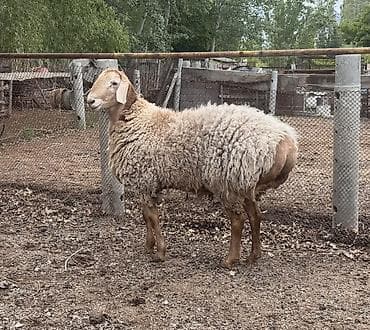 питомники собак в бишкеке: Продаю | Баран (самец) | Гиссарская — 2
