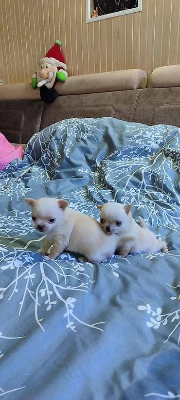 Ит кууту: Продаются щенки чихуа-хуа, всё вопросы по телефону — 3