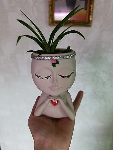 Очаровательный хлорофитум и денежное дерево в прекрасном кашпо! Для lalafo.kg да Очаровательный хлорофитум и денежное дерево в прекрасном кашпо! Для
