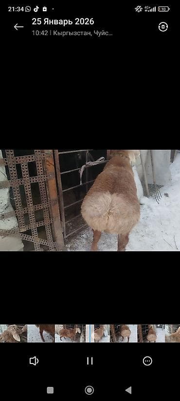 парода ала тоо: Продаю | Баран (самец) | Романовская | На забой — 6