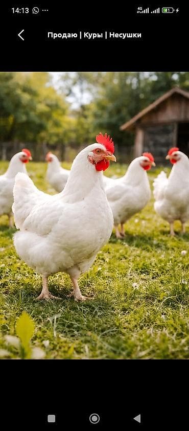 утки индоутки: Продаю | Куры | Леггорн | Несушки — 1