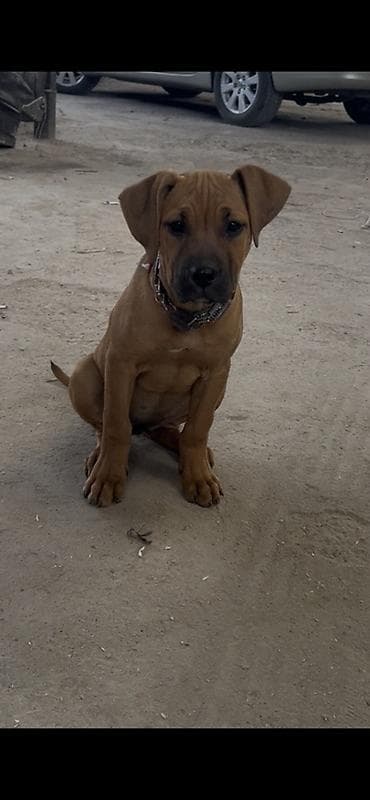 тез арада: Питбуль, 4 айлык, Ургаачы, Эмделген — 1