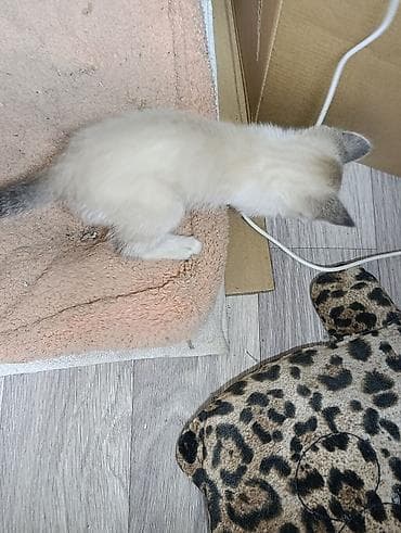 животные кошка: Отдам котят мама крыселовка ! возраст 2 месяца самостоятельные ! — 4
