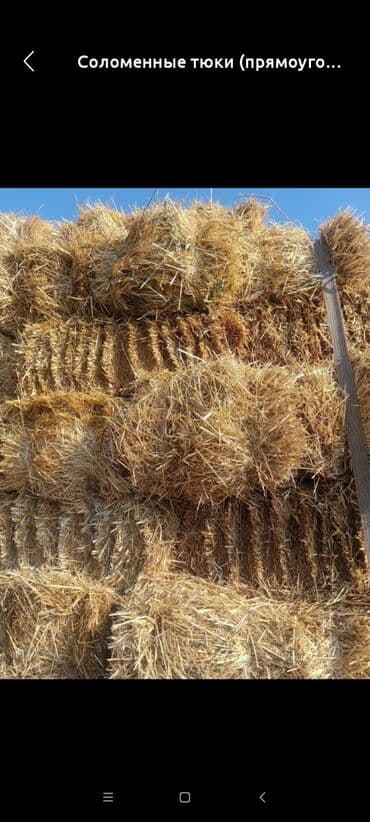 продажа щенков немецкой овчарки с документами в бишкеке: Арпа саман.ячменная солома.30 тюк.беш-кунгей — 1