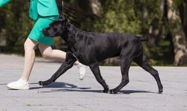 собака девочка: Вязка» КАНЕ КОРСО кандидат в чемпионы КР 2СAC,CACIB IKU KENNEL — 3
