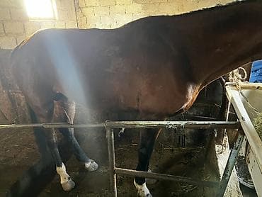 китайская хохлатая собака: Продаю | Жеребец | Рабочий — 5