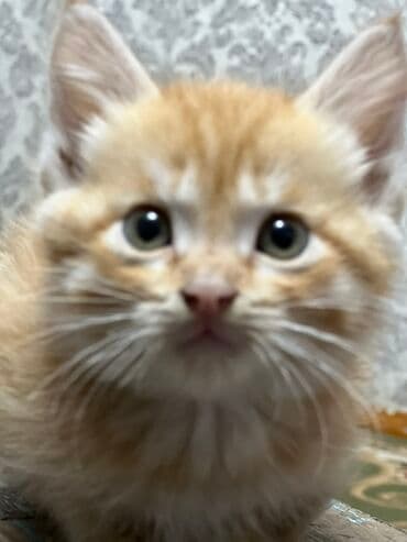 домашние кошки: 1 месяц, Девочка, Рыжий — 3