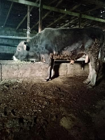 Продаю | Бык (самец) | На откорм