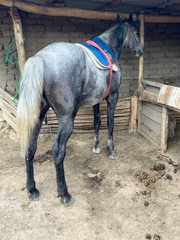 собака доберман сколько стоит: 200 баасы бойу 155 улагы 100 % кулук жоргосу да бар учкаяк тын — 1