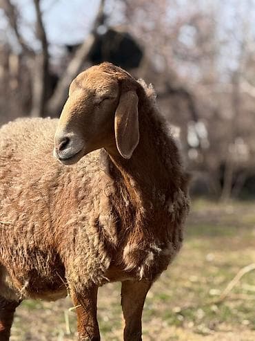 Продаю | Овца (самка) | Арашан | Для разведения | Матка