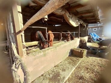 собаки охотничий: Продаю | Жеребенок | Для разведения — 1