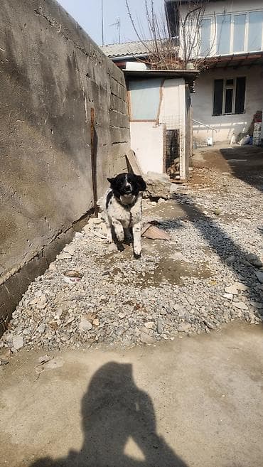 собаки тайган: Собака среднего размера, черно-белого окраса. Полушерстная, с плотным — 1
