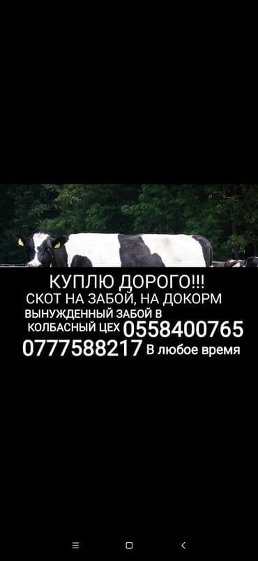 случка животных бесплатно: Сатып алам | Уйлар, букалар, Жылкылар, аттар, Башка а/ч жаныбарлары | Күнү-түнү, Бардык шартта, Союлган — 1