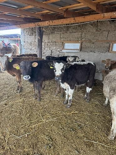 арзан иттер: Сатам | Бука (эркек) | Бордоп семиртүү үчүн — 5