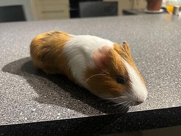 Услуги ветеринара: Домашние морские свинки + комплект вольера - Пара морских свинок — 2