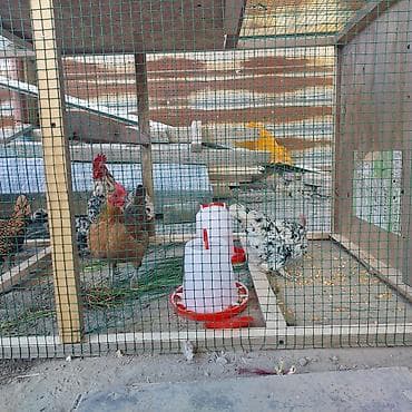 Мини-курятник/вольер для птицы - Просторный вольер из деревянного