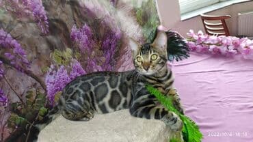 новорожденные котята: Бенгальские Детки .проф питомник Бен Гла Мур. предлагает Девочек и — 3