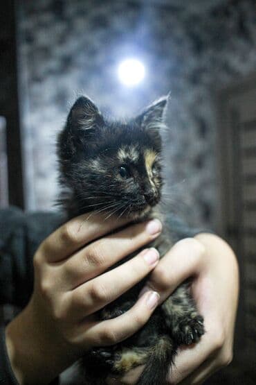 африканские сом малек: Кошка даром: Беспородная, 1 месяц, Мальчик, Метис — 2