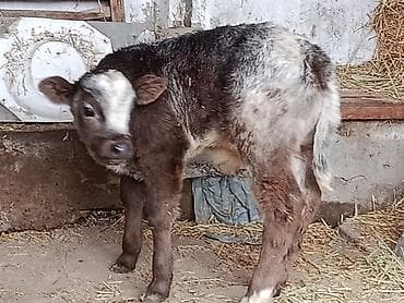 ангус уй: Продаю | Бык (самец), Тёлка, Музоо, торпок | Бельгийская — 10