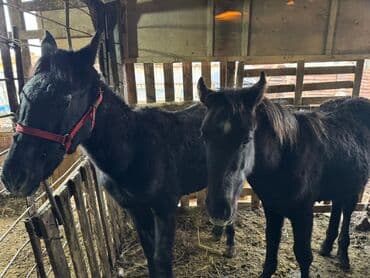 Собаки: Продаю | Кобыла (самка) | Для разведения | Племенные — 4