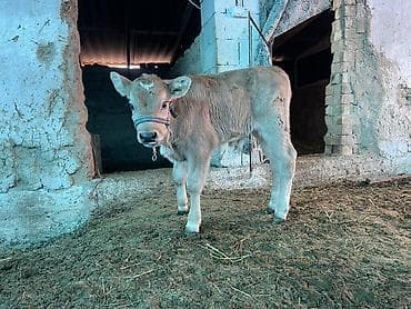 милые собаки: Продаю | Музоо, торпок | На откорм | Племенные — 4