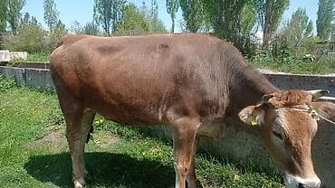 матки пчел: Продаю | Тёлка | Для разведения | Привязанные — 3