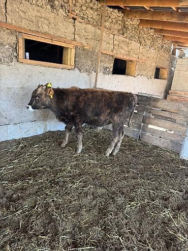 жаны асый: Сатам | Бука (эркек) | Бордоп семиртүү үчүн — 1