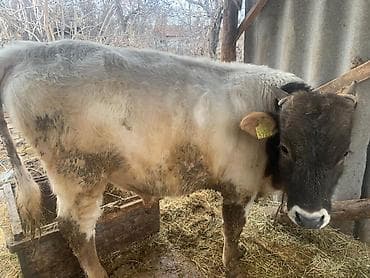 шкура быка: Продаю | Бык (самец) | Швицкая | На откорм | Племенные — 5