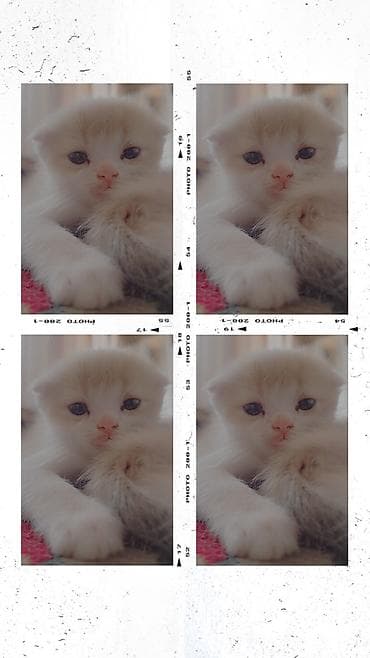 большая кошка: Котята домашние, пушистые, разных окрасов. Описание: - Породы не — 8