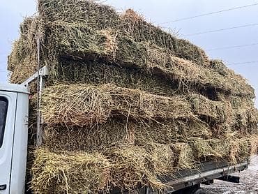 туки сена: Беде клевер 1й кос 90% клевера 206тюк плотный метровый по 355сом за — 3