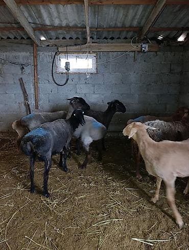 Продаю | Овца (самка) | На забой | Матка at lalafo.kg Продаю | Овца (самка) | На забой | Матка