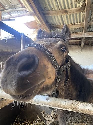 аары ящик алам: Сатам | Байтал | Союуга, Жумушка — 3