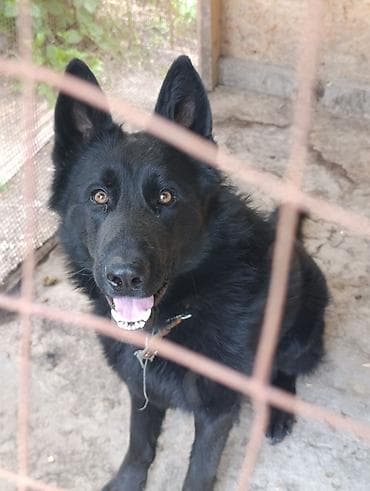 Немецкая овчарка, 2 года, Самец