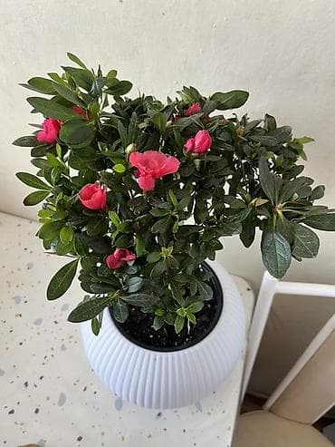 лимон комнатный: Комнатные растения в декоративных горшках - Азалия с махровыми — 2