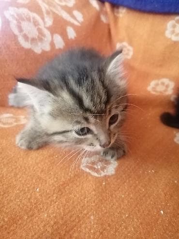 наполнител: Котята домашние, окрас в полоску (табби) и двое с белыми отметинами — 3
