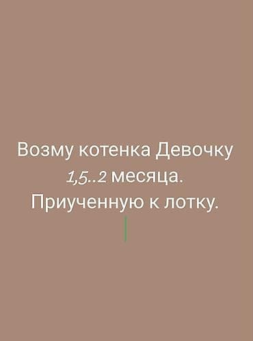 Кошка даром: Беспородная, 2 месяца, Девочка, Приучена к лотку