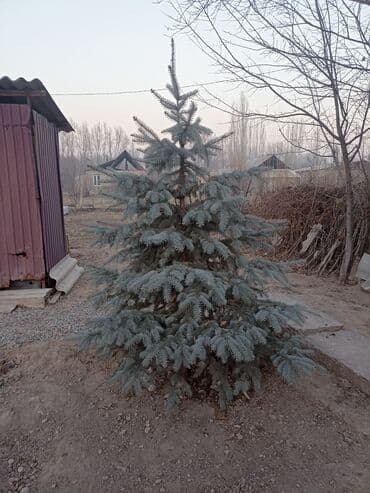 тачку садовую купить: Саженцы деревьев: Ели — 3