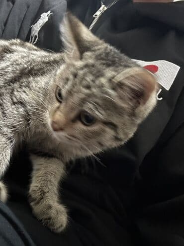 купить лысого кота: Кошка даром: Беспородная, 4 месяца, Девочка, Приучена к лотку — 3