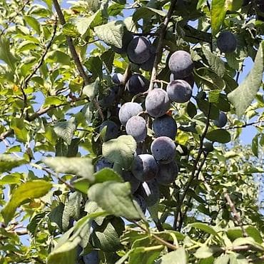 Слива из дома. вкусная не валяется неделями на прилавках