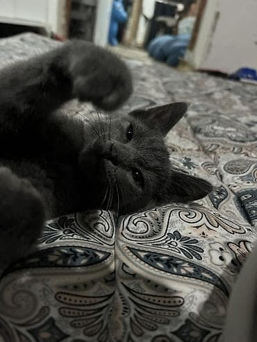 кошка дом: Котёнок с однотонной серо‑голубой шерстью и янтарными глазами — 2