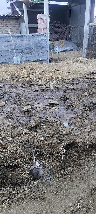 Все для дома и сада: Навоз с подстилкой из соломы. Подходит для удобрения огорода, сада — 1