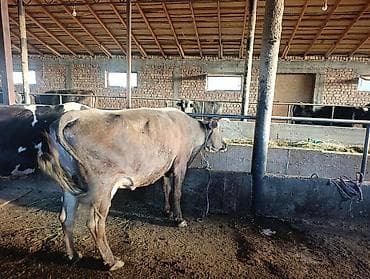Продаю | Корова (самка) | Полукровка | Для молока | Привязанные