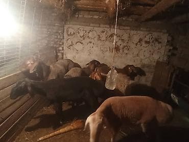 продажа щенков немецкой овчарки с документами в бишкеке: Продаю | Овца (самка) | Эдильбаевская | На забой | Матка — 1